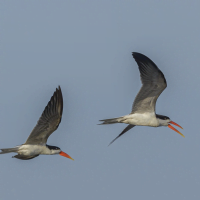 Classic Zambia - Kafue - Musekse - Kafue River