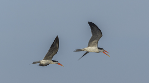 Classic Zambia - Kafue - Musekse - Kafue River