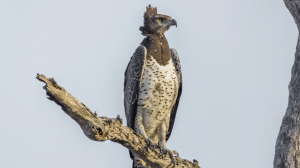Classic Zambia - Kafue - Musekse - Kafue River