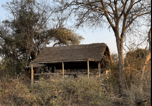 Classic Zambia - Kafue - Ntemwa-Busanga Camp