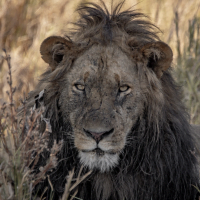 Classic Zambia - Kafue - NBC - lions