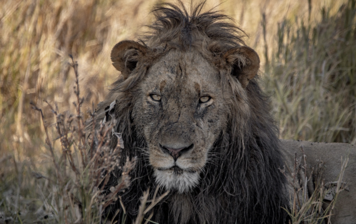 Classic Zambia - Kafue - NBC - lions