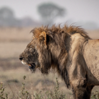 Classic Zambia - Kafue - NBC - lions
