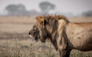 Classic Zambia - Kafue - NBC - lions