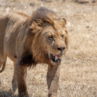 Classic Zambia - Kafue - NBC - lions