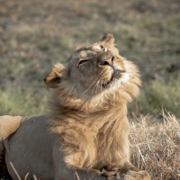 Classic Zambia - Kafue - NBC - lions