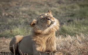 Classic Zambia - Kafue - NBC - lions