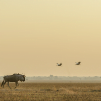 Classic Zambia - Kafue - NBC - wildebeest