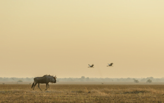 Classic Zambia - Kafue - NBC - wildebeest