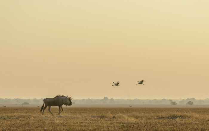 Classic Zambia - Kafue - NBC - wildebeest