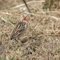 Classic Zambia - Kafue - NBC - wildlife