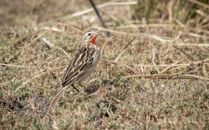 Classic Zambia - Kafue - NBC - wildlife