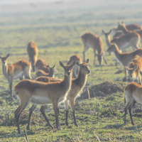 Classic Zambia - Kafue - NBC - wildlife
