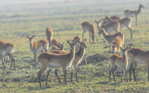 Classic Zambia - Kafue - NBC - wildlife