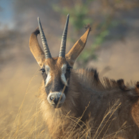 Classic Zambia - Kafue - NBC - wildlife