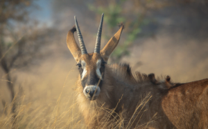 Classic Zambia - Kafue - NBC - wildlife