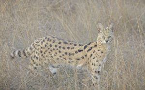 Classic Zambia - Kafue - NBC - wildlife